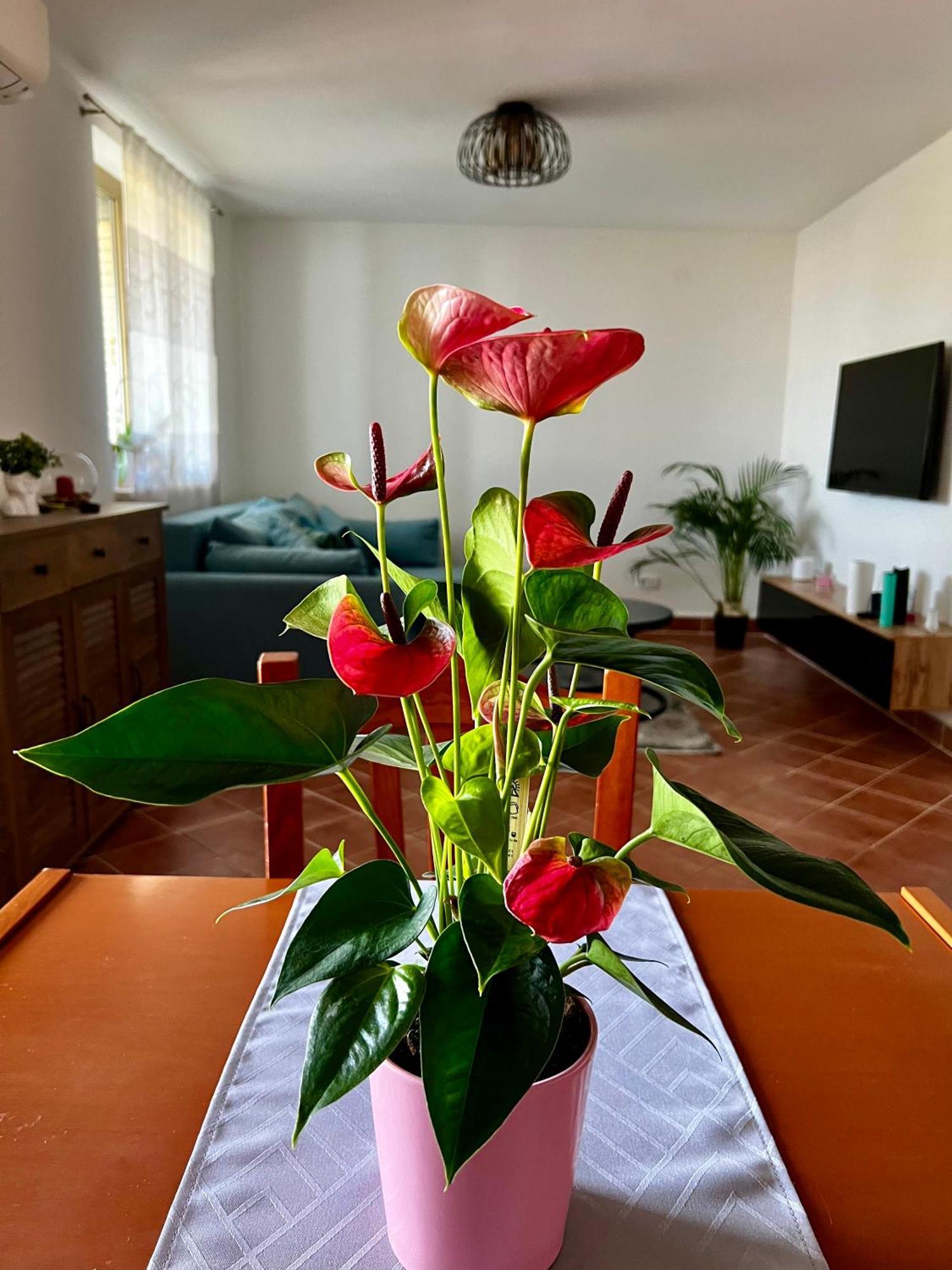 Apartament Eden Pula Zewnętrze zdjęcie